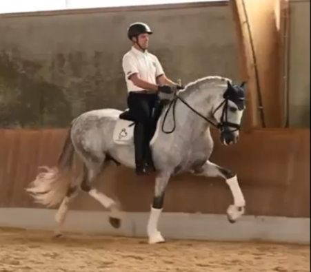 Intero PRE Andaluso In vendita 2019 Grigio