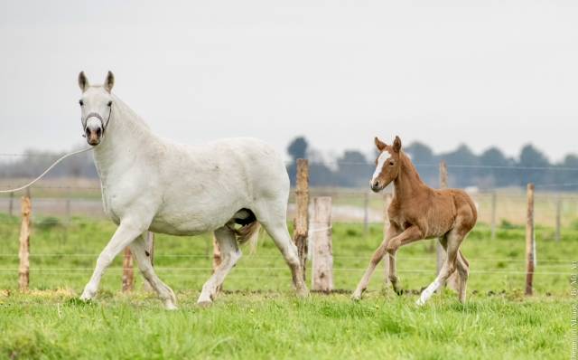 Puledro Lusitano In vendita 2024 Grullo ,  SULTAO SS