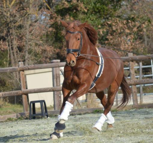 Castrone Lusitano In vendita 2020 Sauro