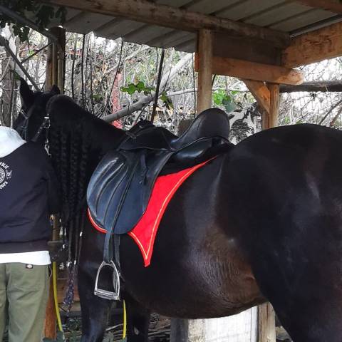 Sella da dressage Zaldi  17.5" - 2022