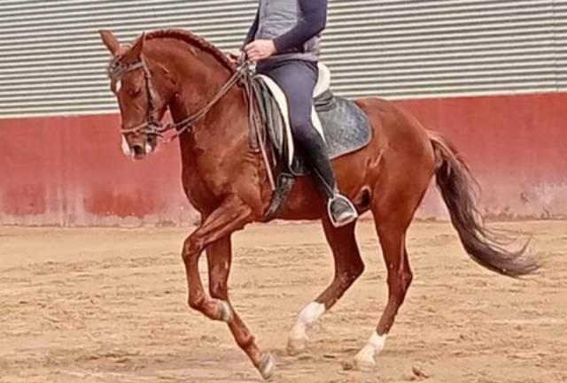 Luso-arabe 