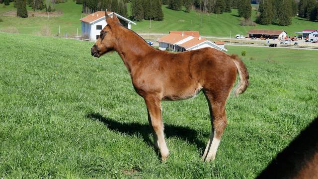 Puledra Franche-Montagne In vendita 2025 Sauro brulé ,  Cobalt de la Pierre Marquée