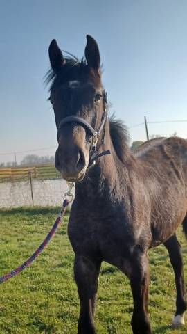 Puledra Zangersheide In vendita 2024 Grigio ,  COMMIL CHAMP Z
