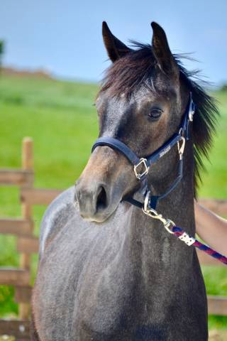 Puledra Zangersheide In vendita 2024 Grigio ,  COMMIL CHAMP Z