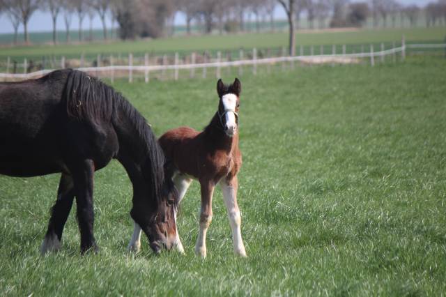 Puledro Shire In vendita 2025 Baio ,  Ruskington Quantum Lad