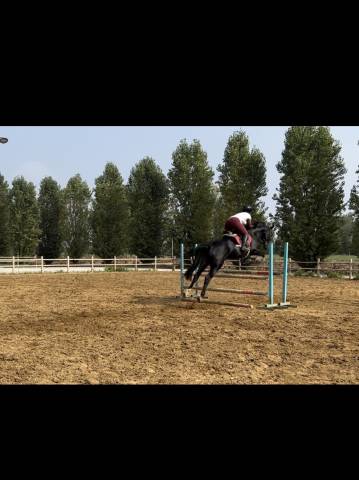 Cavalla Hannover 