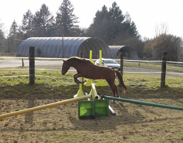 Castrone New Forest In vendita 2021 Sauro
