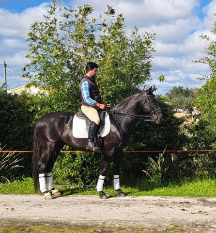 Intero Lusitano In vendita 2016 Nero ,  ONC