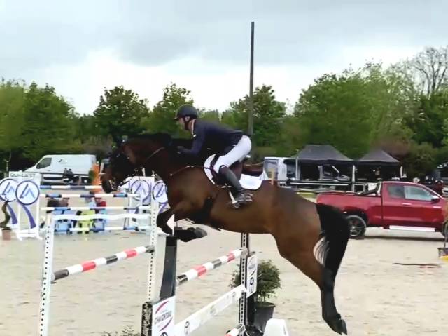 Cavalla Sella Francese In vendita 2015 Baio scuro