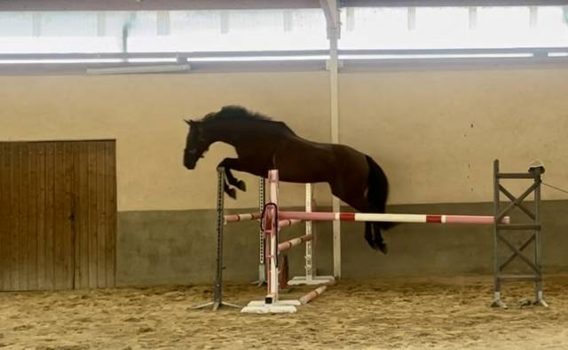 Castrone KWPN Cavallo da Sport Neerlandese In vendita 2016 Baio ,  SPIELBERG