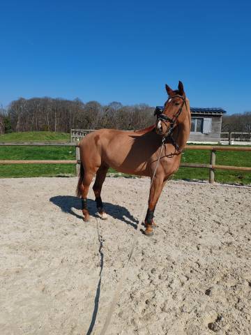 Castrone KWPN Cavallo da Sport Neerlandese In vendita 2019 Sauro ,  Hometown 