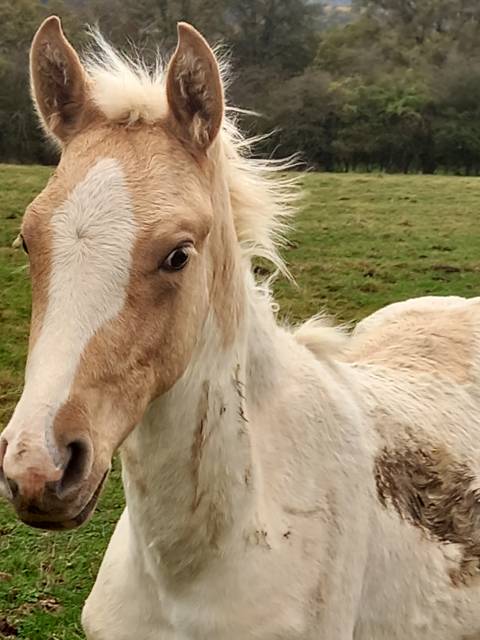 Puledro Palomino (Race) In vendita 2024 Palomino ,  Miracle du Moulin Pre