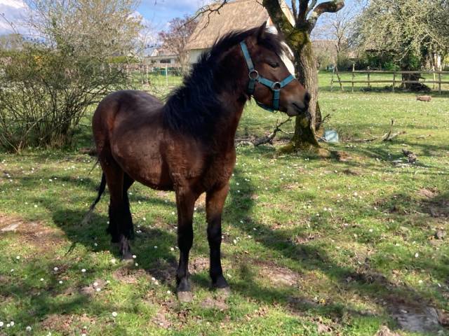 Castrone Dartmoor In vendita 2023 Baio ,  Udson de Kergroix