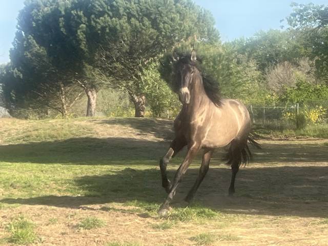 Intero PRE Andaluso In vendita 2023 Isabella ,  Quitasueno VIII