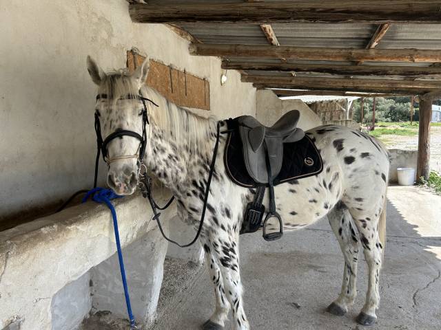 Castrone Origine Non Constatata In vendita 2019 Appaloosa