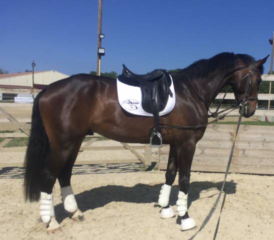 Castrone KWPN Cavallo da Sport Neerlandese In vendita 2019 Sauro ,  GENESIS DU ROUTY