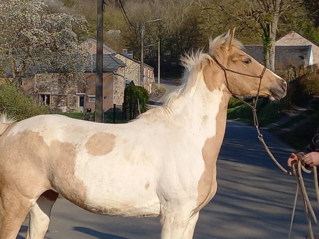 Cavalla Palomino (Race) In vendita 2009 Pezzato ,  Eclair Rebel du Moulin Pré