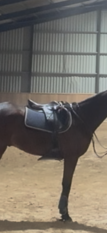 Sella da salto ostacoli Prestige Italia Carisma D 17" - 2008