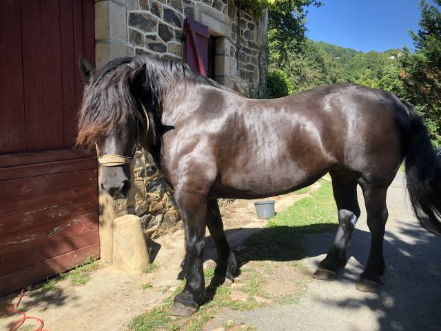 Cavalla Percheron In vendita 2011 Nero