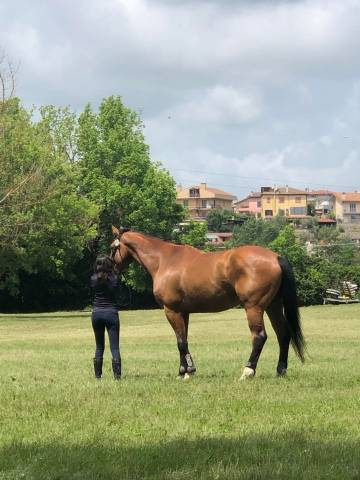 Sella da dressage Childeric  17" - 2022