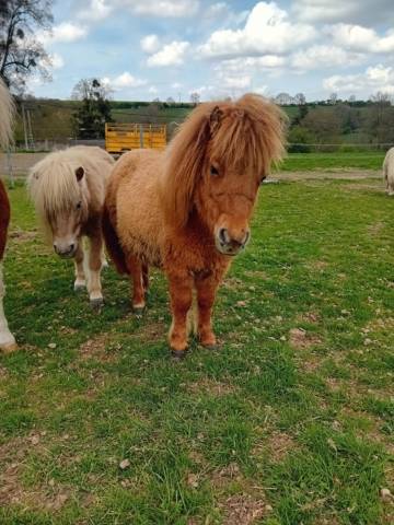 Puledra Shetland In vendita 2024 Sauro ,  stjernens waston