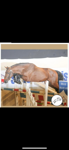 Shouppydam des Horts  - Cavallo da Sella 2006