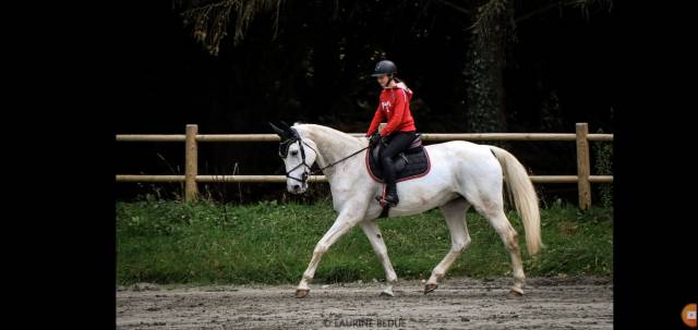 Fattrice Sella Francese In vendita 2009 Grigio ,  NO NAME DE SIVA