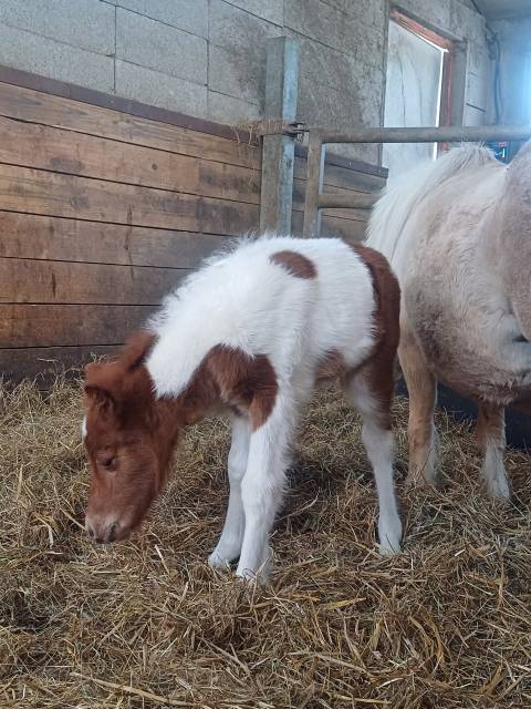 Puledro Shetland In vendita 2025 Pezzato
