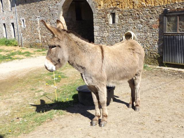 Asno Cotentin In vendita 2015 Grigio