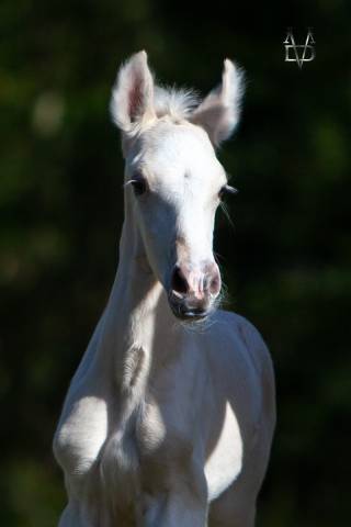 Puledro PRE Andaluso In vendita 2025 Palomino ,  PICASSO LH