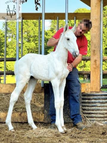 Puledro PRE Andaluso In vendita 2025 Palomino ,  PICASSO LH