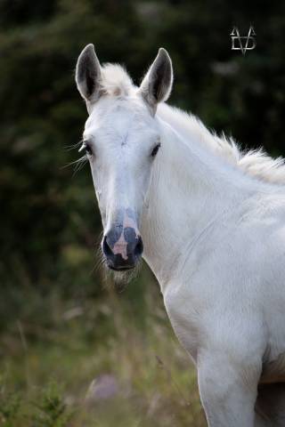 Puledro PRE Andaluso In vendita 2025 Palomino ,  PICASSO LH