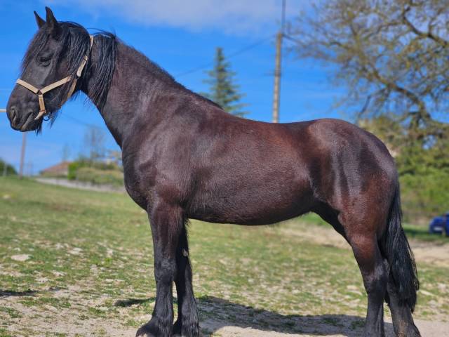 Cavalla Frisone In vendita 2015 Nero ,  GERBEN 479