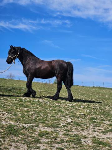 Cavalla Frisone In vendita 2011 Nero ,  HAITSE 425