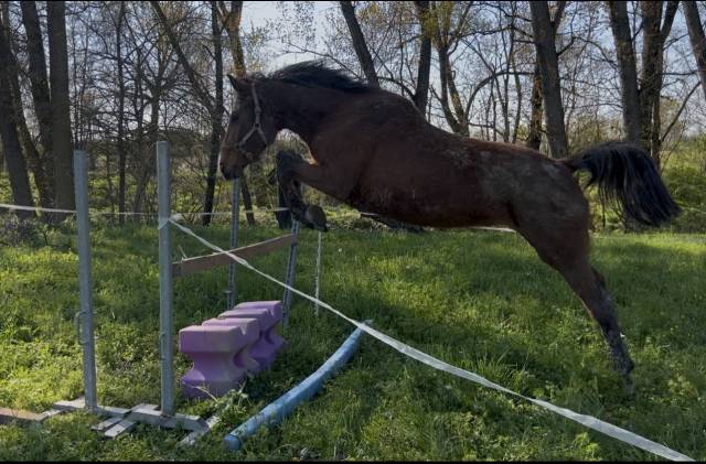 Cavalla italiana di 6 anni 