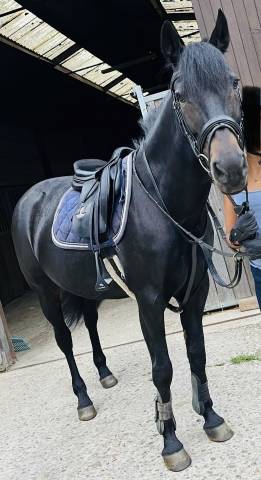 Sella da salto ostacoli Delgrange  17.5" - 2020