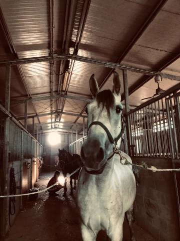 cavallo italiano salto ostacoli 7 anni 155cm