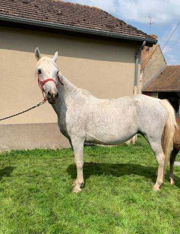 Fattrice Connemara In vendita 2010 Grigio ,  RUSHEEN BOY