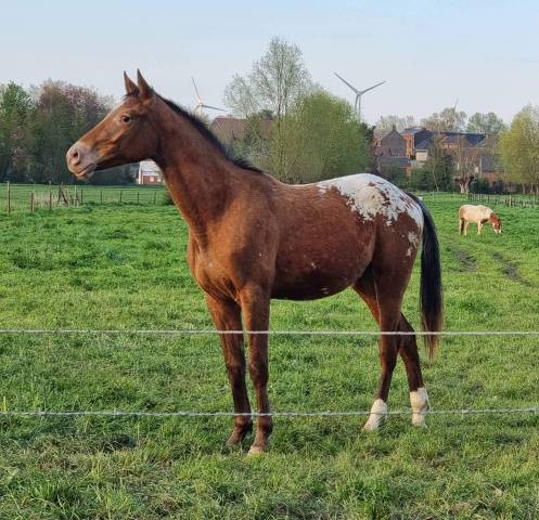 Castrone Appaloosa In vendita 2021 Baio