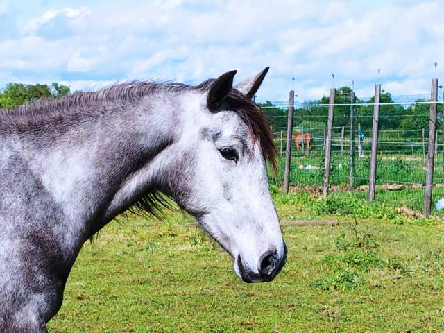 Castrone Origine non conosciuta  In vendita 2021 Grigio