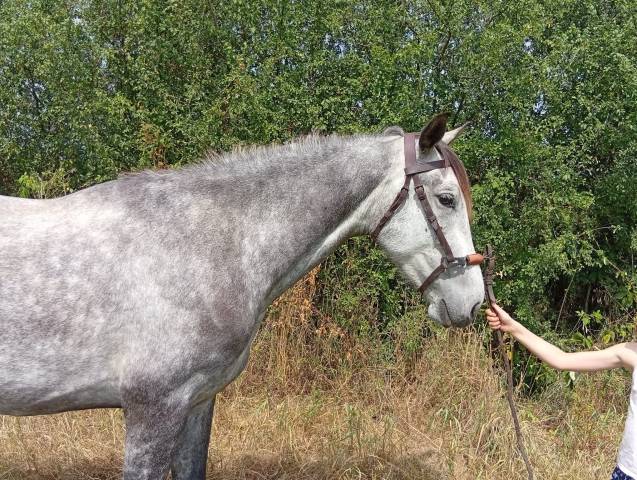 Castrone Origine non conosciuta  In vendita 2021 Grigio