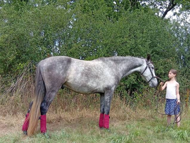 Castrone Origine non conosciuta  In vendita 2021 Grigio
