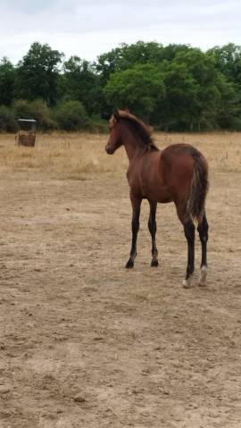 Puledra PRE Andaluso In vendita 2025 Baio