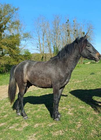 Castrone New Forest In vendita 2023 Baio ,  ROB ROY DU GARON