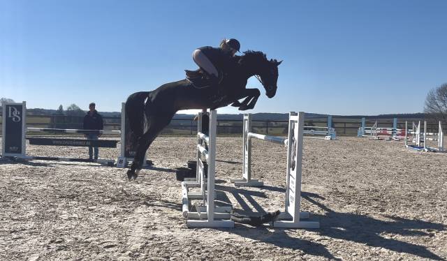 Castrone sBs Cavallo da Sport Belgio In vendita 2020 Baio ,  Cascallo D.S.