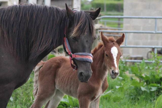 Puledra PFS Pony Francese da Sella In vendita 2025 Sauro ,  Juge de Paix de Twin