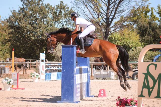 Castrone KWPN Cavallo da Sport Neerlandese In vendita 2017 Baio
