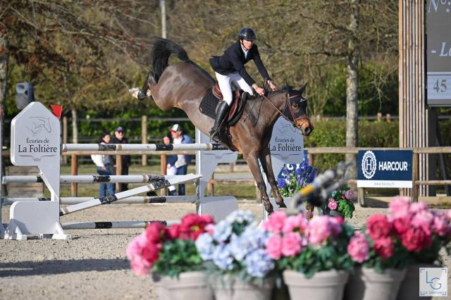 Cavalla KWPN Cavallo da Sport Neerlandese In vendita 2016 Baio scuro ,  DIAMANT DE SEMILLY
