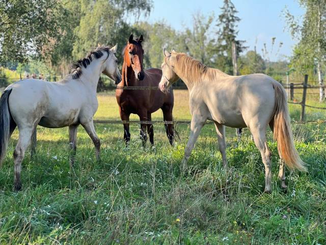 Castrone Pony da Sella Germano, Deutsches Reitpony In vendita 2023 Isabella ,  Dating A-T-IL NRW