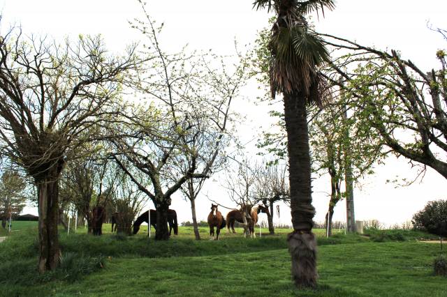 Proprietà equestre In vendita Tarn-et-Garonne